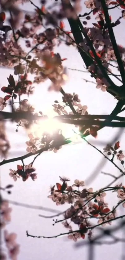 Sunlit cherry blossom branches with pink flowers.