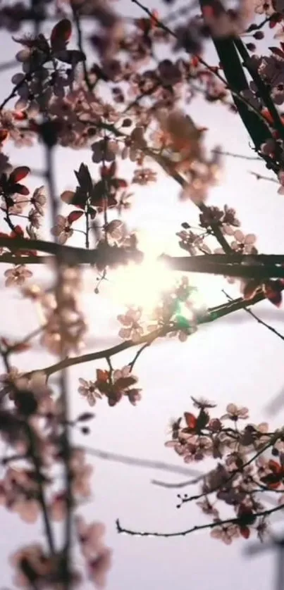 Mobile wallpaper of sunlit cherry blossoms against a pale sky.