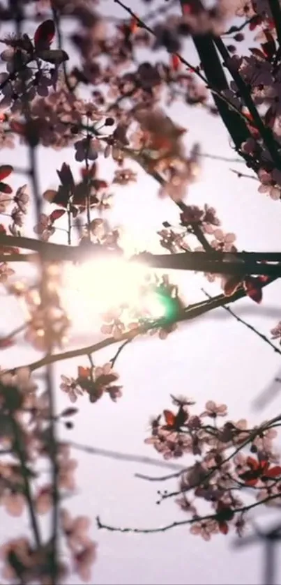 Cherry blossoms with sunlight filtering through branches, creating a serene scene.