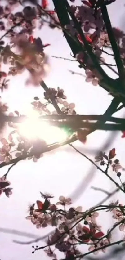 Cherry blossoms with sunlight streaming through branches, creating a serene scene.