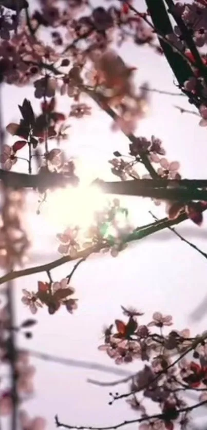 Cherry blossoms with sunlight streaming through branches, showcasing nature's beauty.