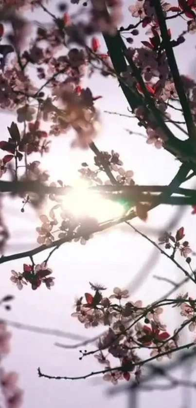 Cherry blossoms with sunlight shining through branches.