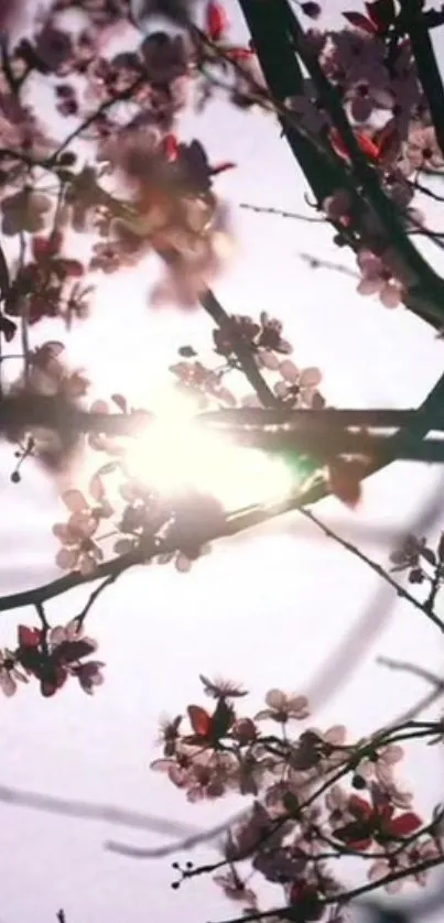 Cherry blossoms with sunlight filtering through branches.