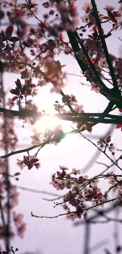 Cherry blossoms in sunlight, a tranquil floral mobile wallpaper.