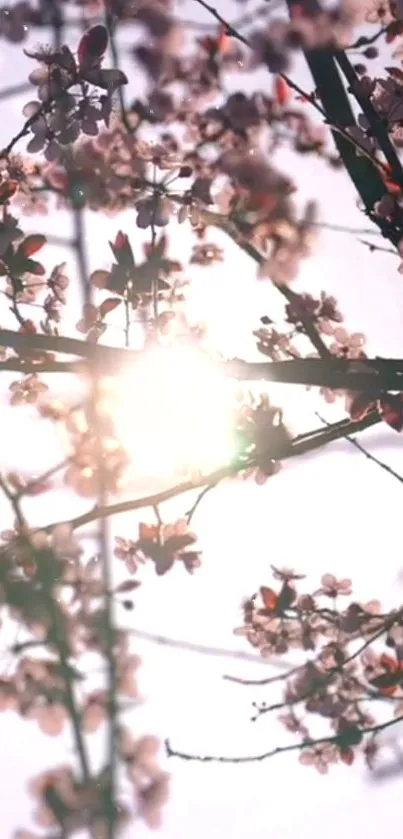 Cherry blossoms with sunlight streaming through, creating a serene effect.