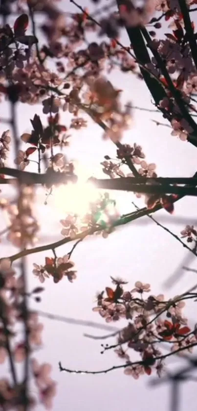 Cherry blossoms with sunlight shining through branches create a calming wallpaper.