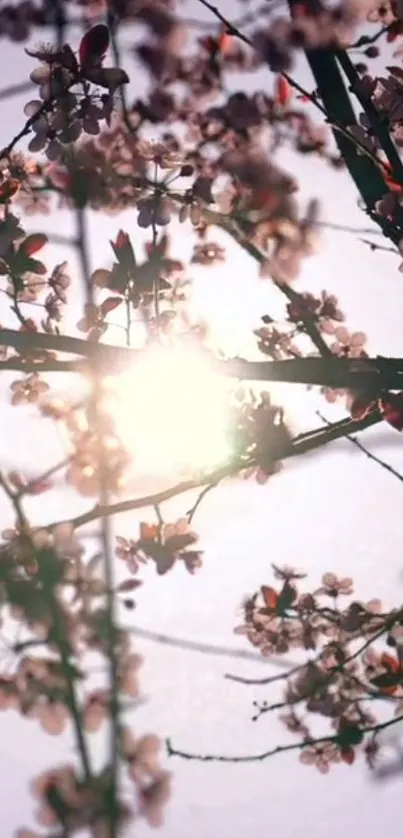 Cherry blossoms illuminated by soft sunlight.