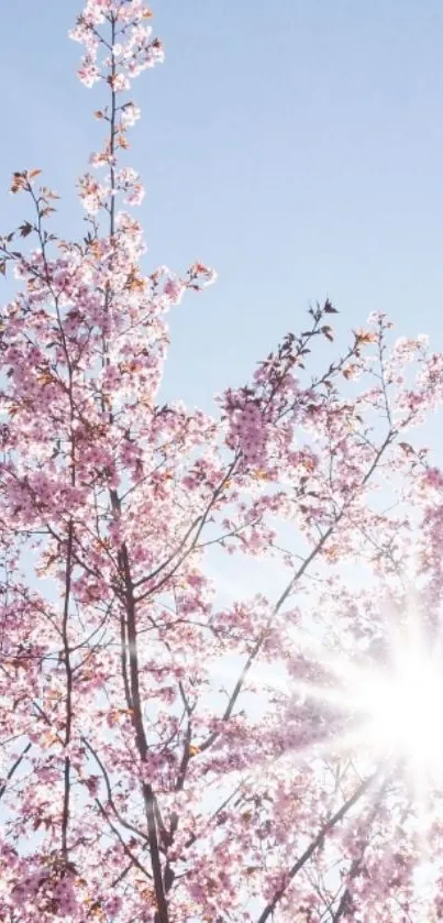 Cherry blossom branches against a bright blue sky with sunlight shining through.