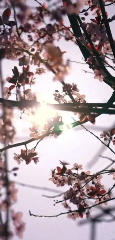 Cherry blossom branches with sunlight filtering through in a serene mobile wallpaper.