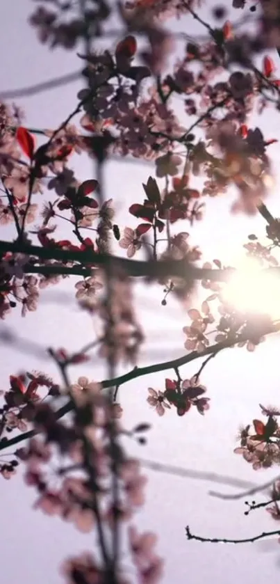 Cherry blossoms with sun shining through branches create a serene mobile wallpaper.