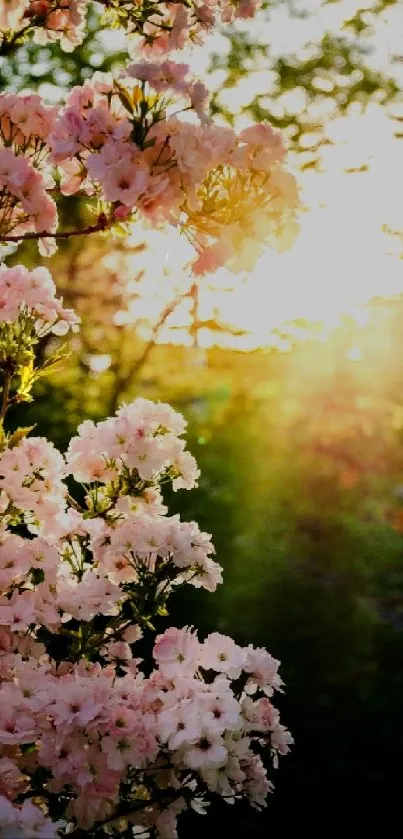 Cherry blossoms with sunlight in background, creating a serene atmosphere.