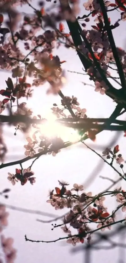 Cherry blossoms with sunlit background.