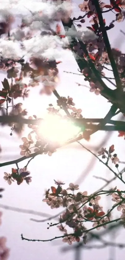 Cherry blossom branches with sunrise glow.