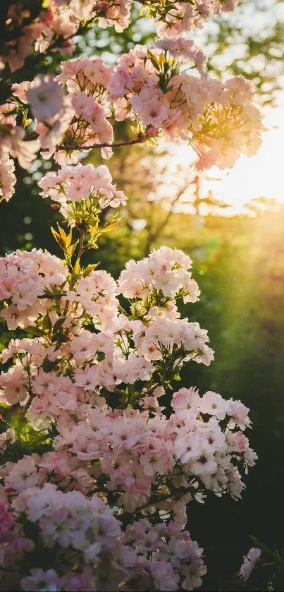 Cherry blossoms illuminated by sunrise light, creating a tranquil scene.