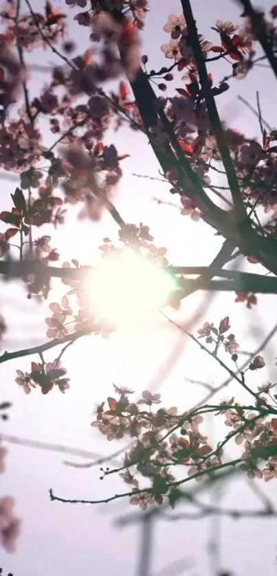 Cherry blossoms against sunrise sky, pink hues.