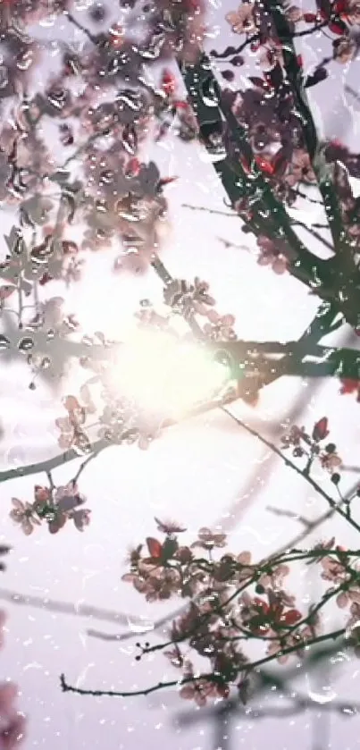 Cherry blossom branches with sunrise glow in a serene setting.