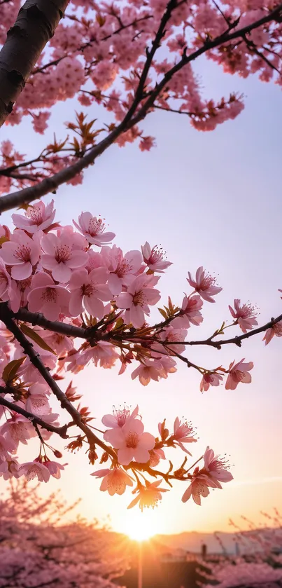 Beautiful cherry blossoms at sunset with pink hues in the sky.