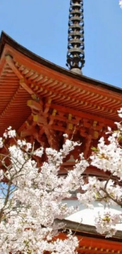 Cherry blossoms frame a Japanese temple roof against a bright blue sky.