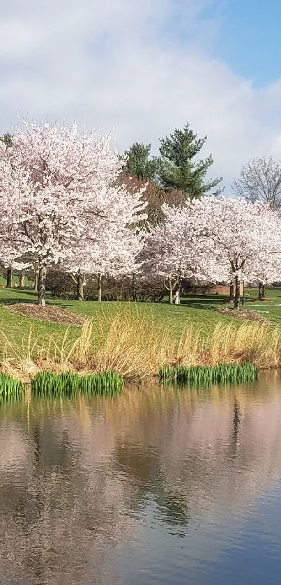 Cherry blossom trees reflected in a pond amidst a serene landscape.