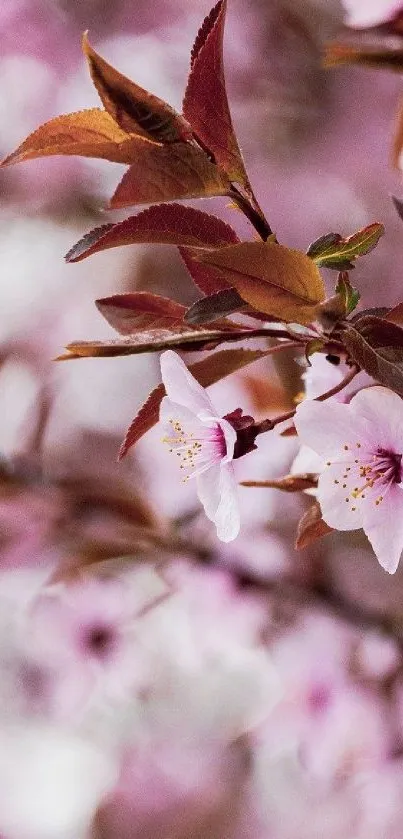 Close-up of cherry blossom branches with vibrant pink petals.