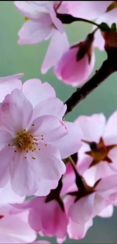 Pink cherry blossoms against a green background creating a serene wallpaper.