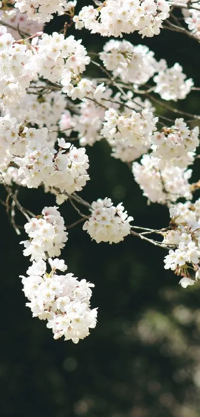 Cherry blossom branch on a dark background.