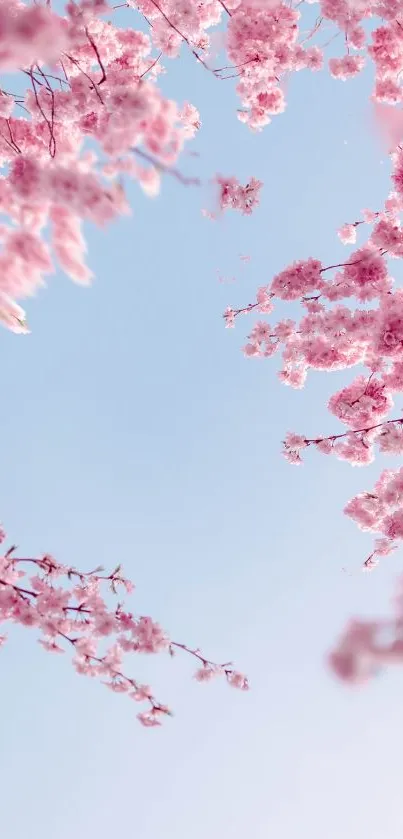 Pink cherry blossoms against a light blue sky, creating a tranquil mobile wallpaper.