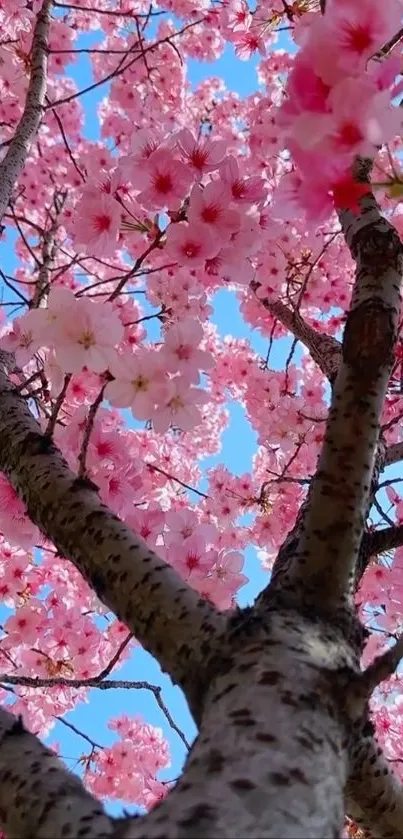 Cherry blossoms viewed from below with a blue sky background.