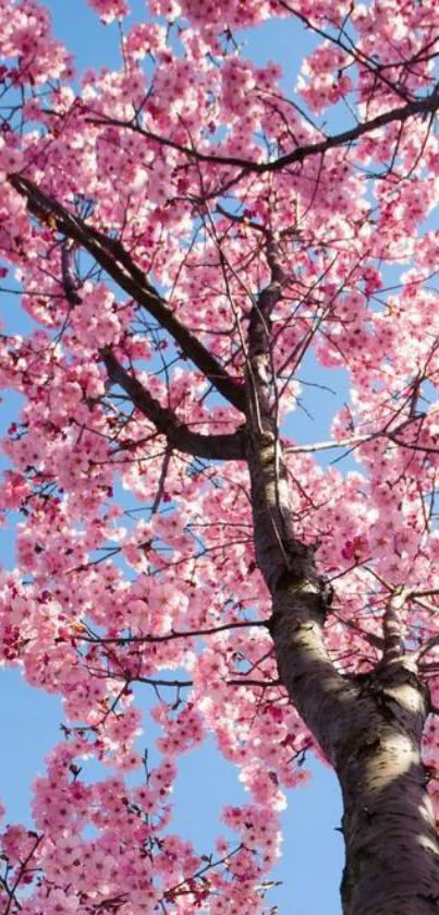 A blossoming cherry tree against a bright blue sky.