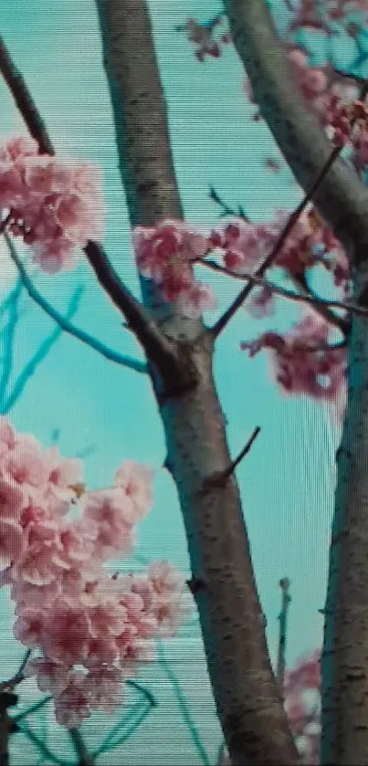 Cherry blossom branches with pink flowers against pale blue sky.