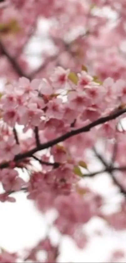 Close-up of blooming cherry blossoms in pink hues, creating a serene wallpaper.