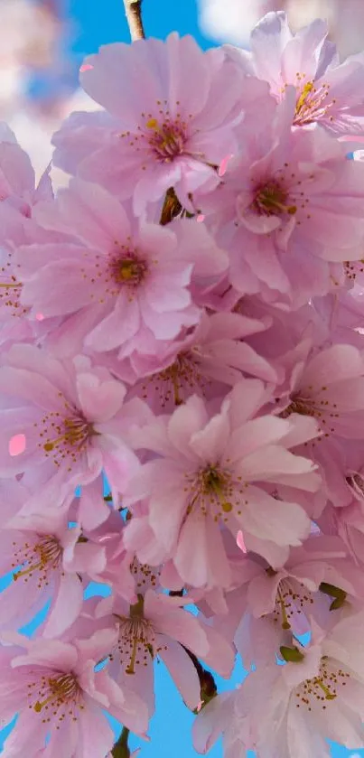 Cherry blossom against a blue sky, creating a serene mobile wallpaper.