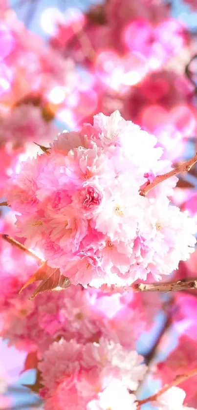 Cherry blossoms on branches against blue sky wallpaper.