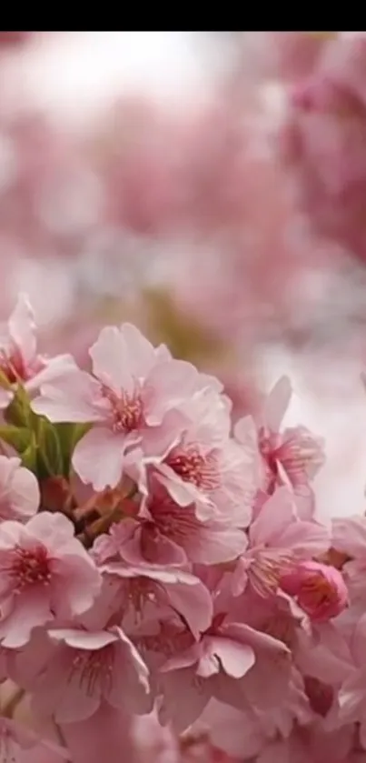 Close-up of vibrant pink cherry blossom flowers in spring.