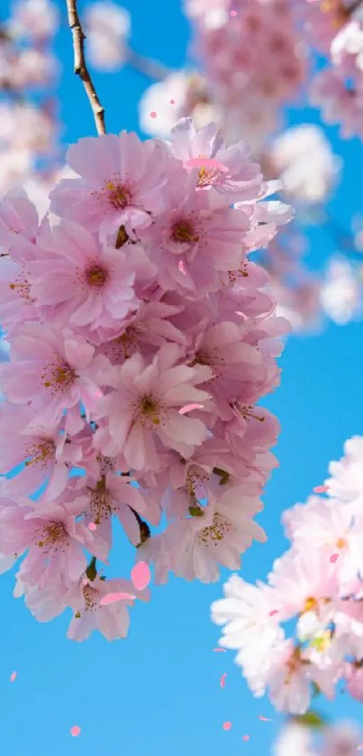 Close-up of cherry blossoms with blue sky background.