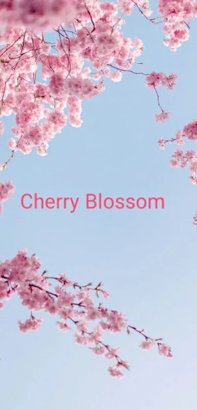 Cherry blossom branches with pink flowers against blue sky.