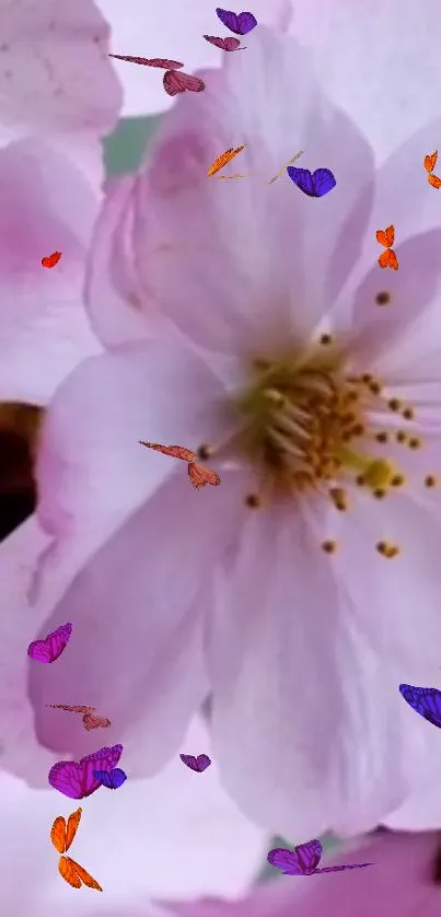 Cherry blossom flower with colorful butterflies.