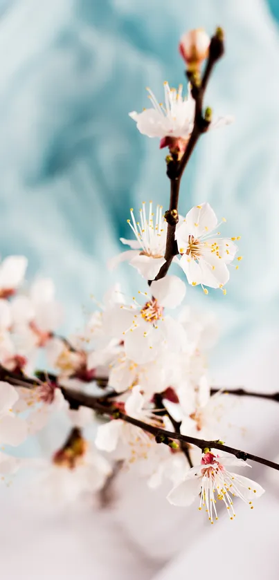 Delicate cherry blossom branch on a light blue background.