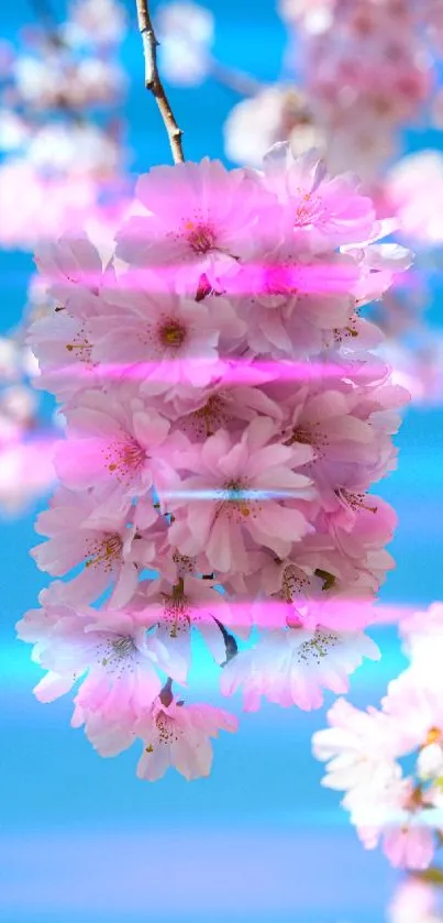 Cherry blossoms with vibrant blue sky background.