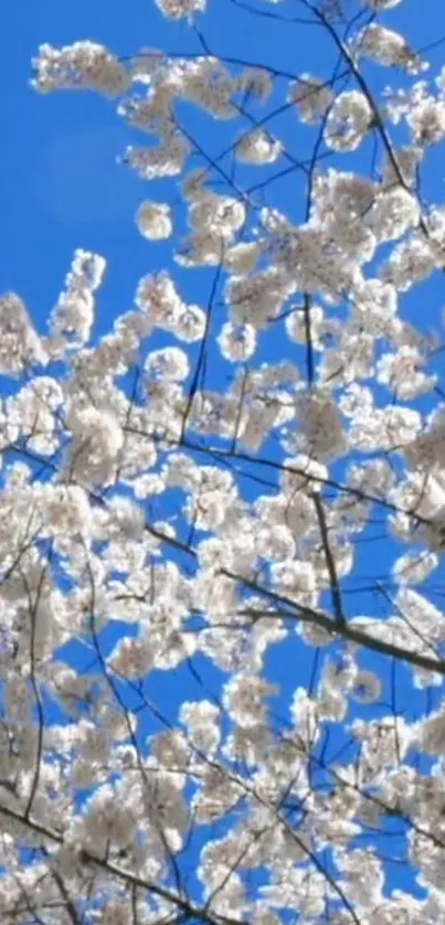 Cherry blossoms against a clear blue sky.