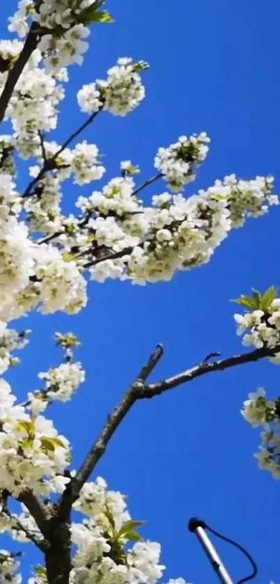 Cherry blossoms with a vibrant blue sky background.