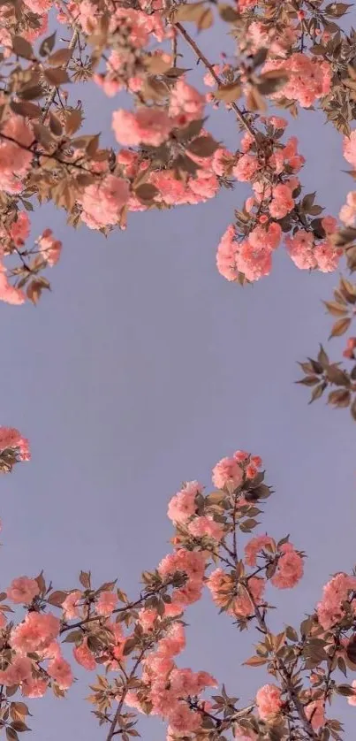 Cherry blossoms forming a frame against a clear blue sky.