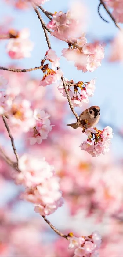 Cherry blossoms with a small bird perched among the branches.