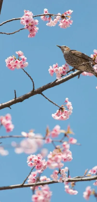 Bird perched on cherry blossom branch against blue sky.