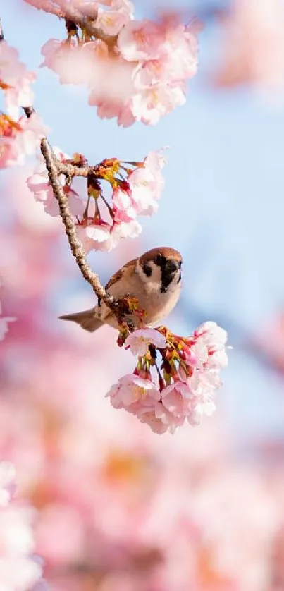 Cherry blossom branches with a small bird perched delicately.