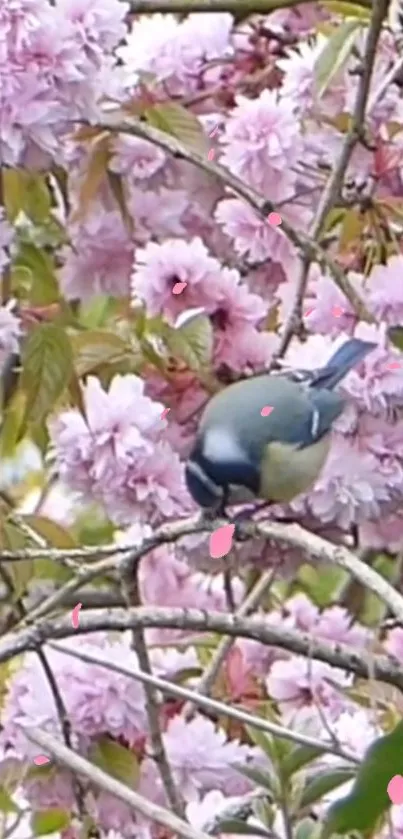 A blue bird perched among cherry blossoms.