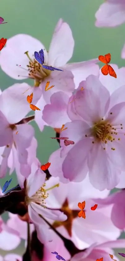 Mobile wallpaper of cherry blossoms with colorful butterflies.