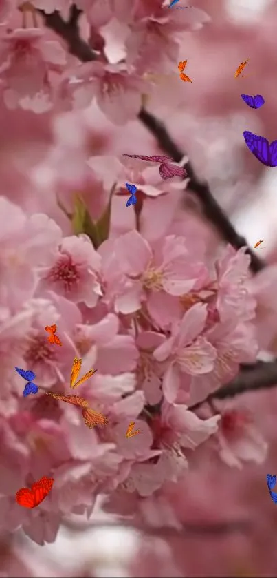 Mobile wallpaper of cherry blossoms and colorful butterflies.