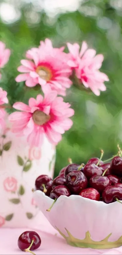 Pink daisies and cherries in a vase setting.