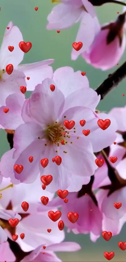 Pink cherry blossoms with red hearts in a romantic wallpaper.